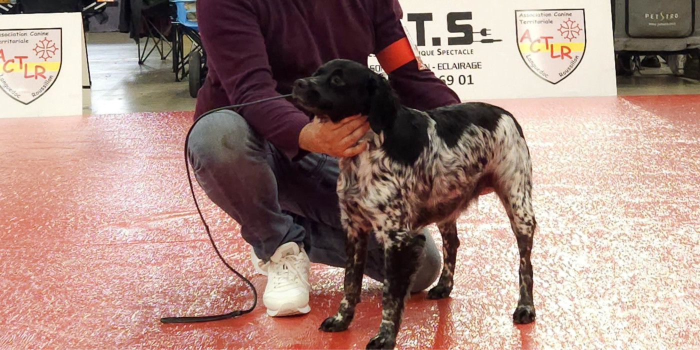 EXPOSITION INTERNATIONALE - CACIB - PERPIGNAN 2026