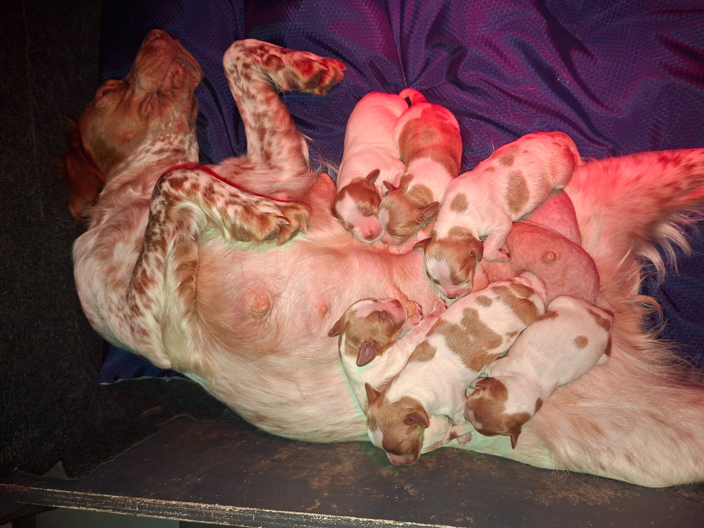 Naissance de 6 chiots le 25/05/2026