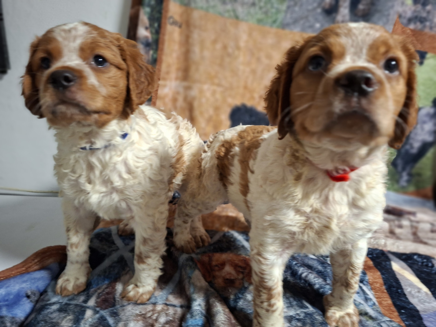 Ô Flash Du Kerr Si - 2 mâles Blanc & Orange - 55 jours - éveillés et coquins !