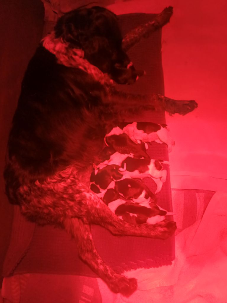 Naissance de 8 chiots le 06/09/2025