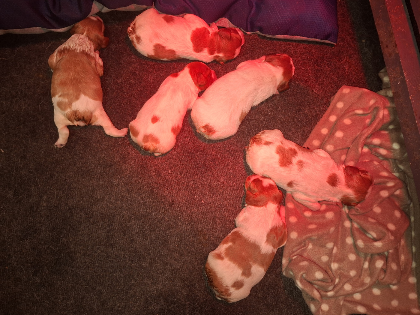 Chiot Epagneul Breton Ô Flash Du Kerr Si