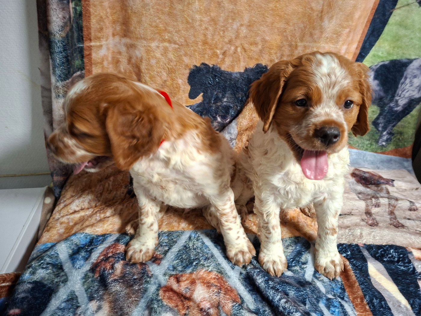 Ô Flash Du Kerr Si - Chiots disponibles - Epagneul Breton