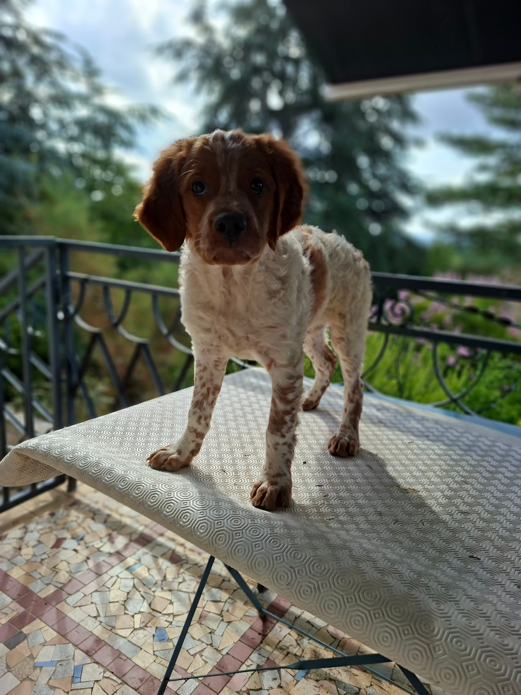Ô Flash Du Kerr Si - Chiots disponibles - Epagneul Breton