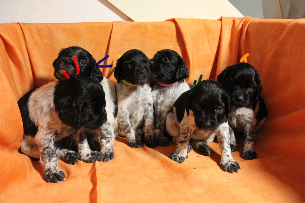 Ô Flash Du Kerr Si - Epagneul Breton - Portée née le 06/09/2025