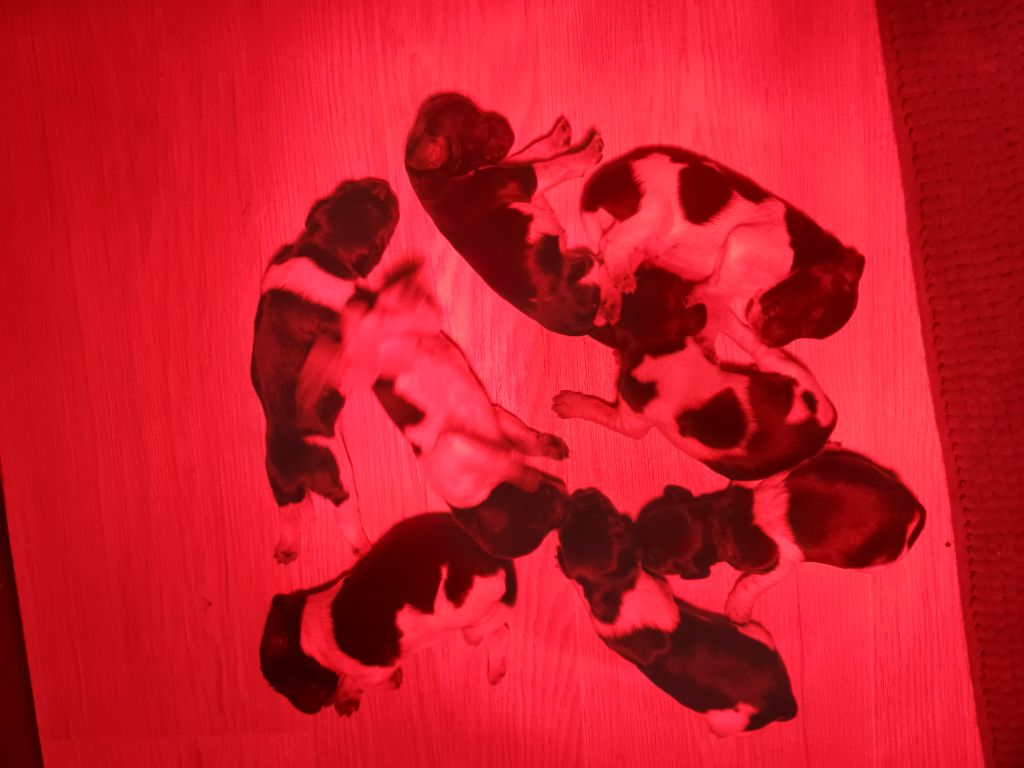 Ô Flash Du Kerr Si - Chiots disponibles - Epagneul Breton