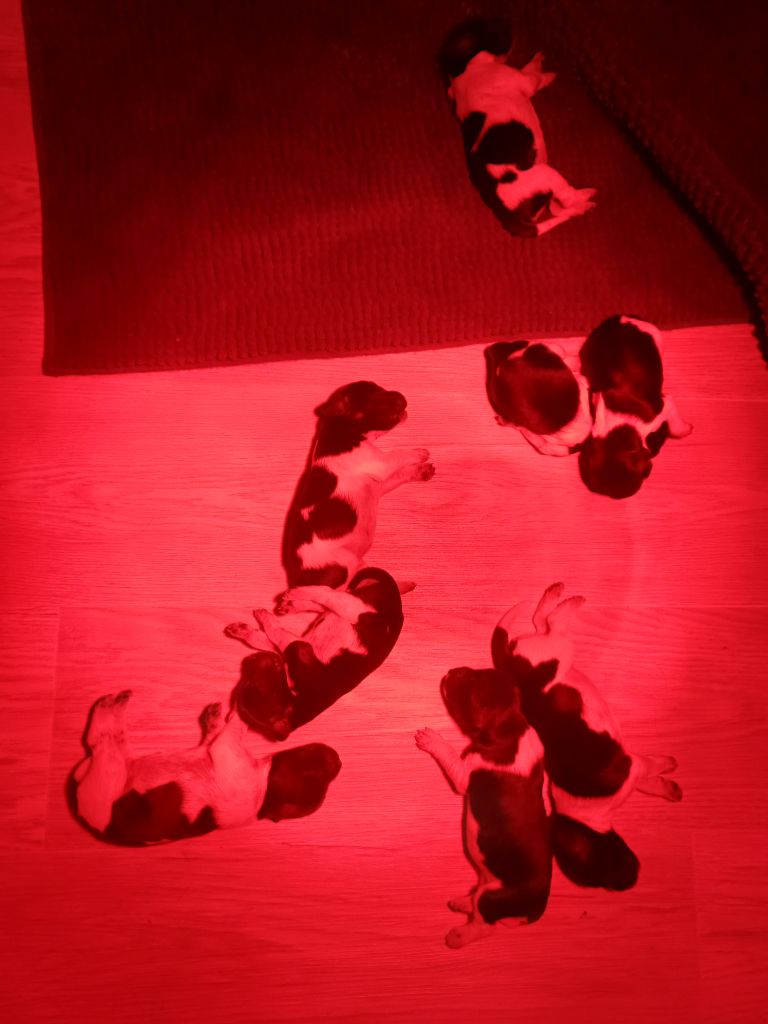 Ô Flash Du Kerr Si - Chiots disponibles - Epagneul Breton